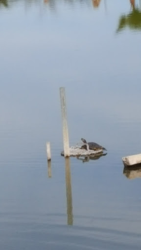 Golf Course «Pueblo El Mirage Golf Course», reviews and photos, 11201 N El Mirage Rd, El Mirage, AZ 85335, USA