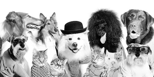 Garras Y Patas Peluquería Canina Y Tienda en Icod de los Vinos, Santa Cruz de Tenerife