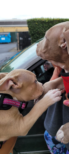 Pet Supply Store «Pet Club Santa Rosa», reviews and photos, 1935 Santa Rosa Ave, Santa Rosa, CA 95407, USA