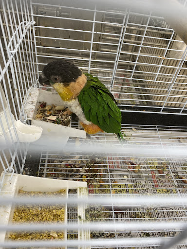 Pet Store «La Jungla Pet Shop», reviews and photos, 1865 W Flagler St, Miami, FL 33135, USA