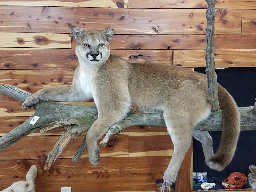 Jr Conley Taxidermy