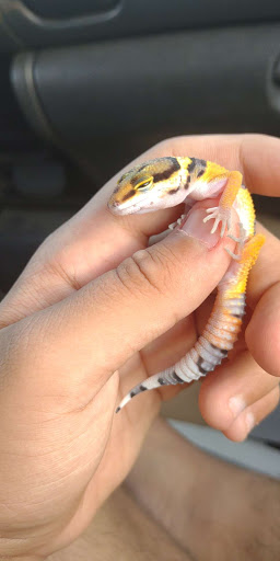 Pet Store «PetSmart», reviews and photos, 2211 Barrett Dr, Greenfield, IN 46140, USA