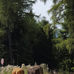 Photo n°2 de l'avis de Elke.i fait le 11/09/2023 à 19:03 sur le  Ristomalga Montagna Granda à Pergine Valsugana