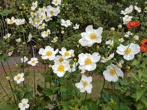 Natural History Museum «Fernbank Museum of Natural History», reviews and photos, 767 Clifton Rd, Atlanta, GA 30307, USA