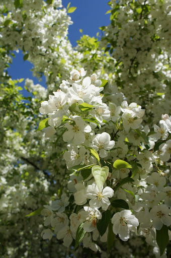 Park «Ghiloni Park», reviews and photos, 239 Concord Rd, Marlborough, MA 01752, USA