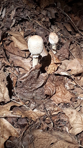 Park «Saddle River Park», reviews and photos, Dunkerhook Rd, Paramus, NJ 07652, USA