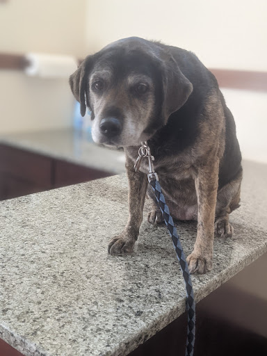 107 Maple Ave, Snohomish, WA 98290, USA