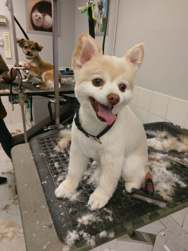 Pet Supply Store «Petco Animal Supplies», reviews and photos, 4012 W 27th Ave, Kennewick, WA 99337, USA