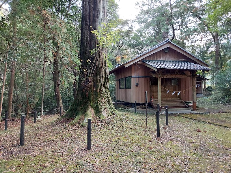 桧原神社の大杉