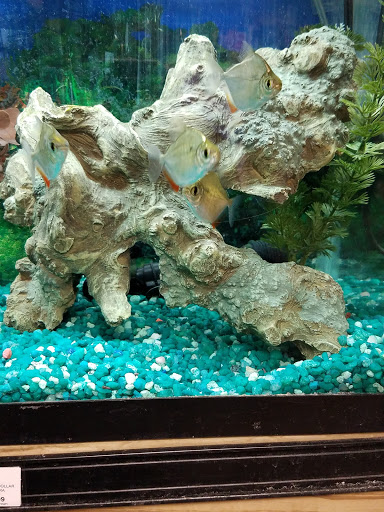 Garden Center «A W Brown Pet & Garden», reviews and photos, 144 Shaker Rd, East Longmeadow, MA 01028, USA