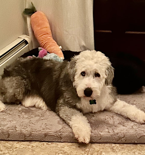 Wells Dog and Cat Hospital image