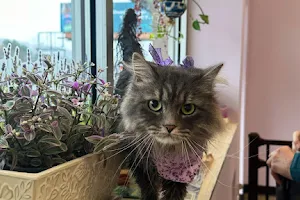 Lavender Fields Pet Spa image