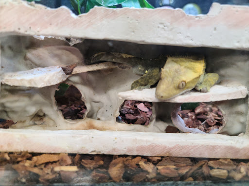 Pet Supply Store «Petco Animal Supplies», reviews and photos, 7215 170th Ave NE #115, Redmond, WA 98052, USA