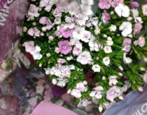 Florist «The Flower Place», reviews and photos, 860 NE 79th St, Miami, FL 33138, USA