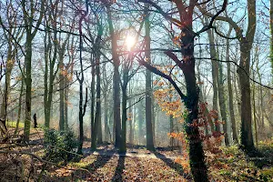 Drews Pond Wood Nature Reserve image