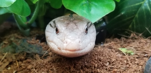 Pet Supply Store «Petco Animal Supplies», reviews and photos, 859 Kings Creek Dr, Tupelo, MS 38804, USA