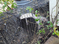 Affordable Wildlife Eviction - Photo 7 - Car repair in , Columbus