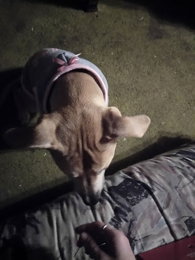 Pet Supply Store «Pet Supplies Plus», reviews and photos, 6159 Kalamazoo Ave SE, Grand Rapids, MI 49508, USA