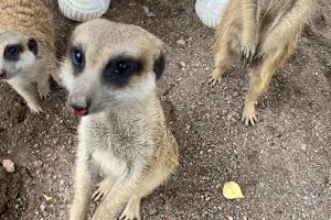 Central Coast Zoo image