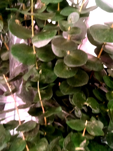 Fabric Store «Jo-Ann Fabrics and Crafts», reviews and photos, 10545 S Mall Dr, Baton Rouge, LA 70809, USA