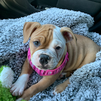 Lucky's Pet Limo Services - Photo 9 - Car repair in , Spring Hill