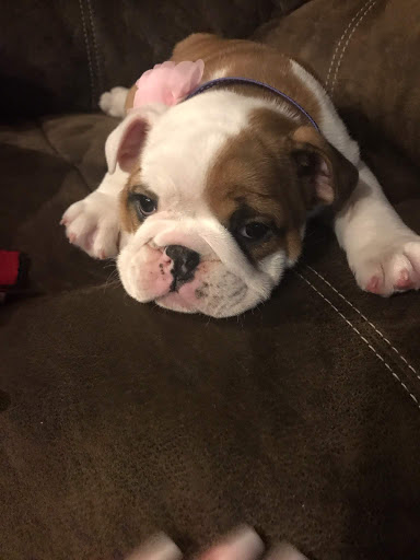 Pet Supply Store «Pet Supplies Plus», reviews and photos, 1031 Northwest Hwy, Garland, TX 75041, USA