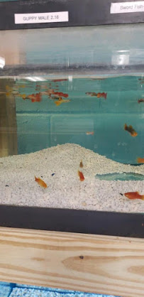 Beau's Feed and Pets - Photo 6 - Car repair in St Bernard, LA, New Orleans