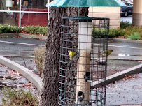 Wild Birds Unlimited - Photo 9 - Car repair in Pleasant Hill, CA, Concord