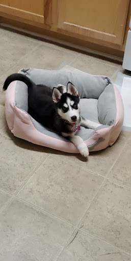 Pet Store «Tri-Creek Kennels», reviews and photos, 5641 US-129, Pendergrass, GA 30567, USA