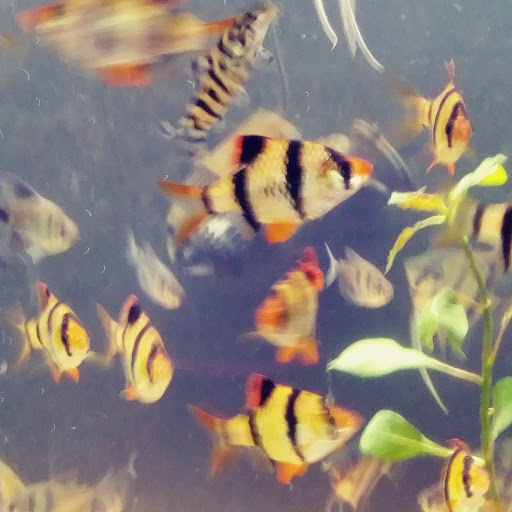 Tropical Fish Store «The Fish Store», reviews and photos, 2050 Chamblee Tucker Rd, Chamblee, GA 30341, USA