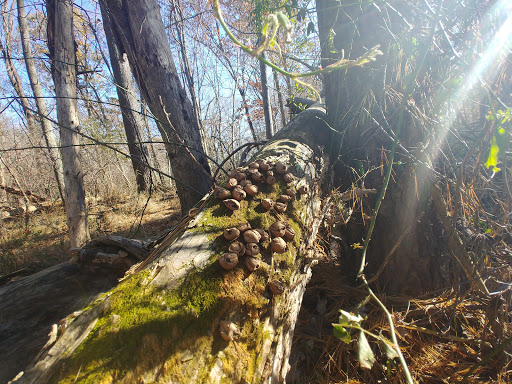 State Park «Evansburg State Park», reviews and photos, 851 Mayhall Rd, Collegeville, PA 19426, USA