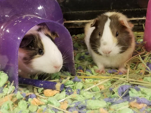 Pet Supply Store «PetSmart», reviews and photos, 620 N West End Blvd, Quakertown, PA 18951, USA