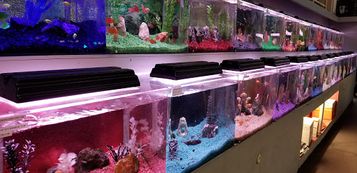 Tropical Fish Store «Trop Aquarium», reviews and photos, 3125 E Tropicana Ave D, Las Vegas, NV 89121, USA