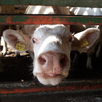 Photo n°9 de l'avis de Mendel.a fait le 23/04/2019 à 06:44 sur le  Ferienhaus Teufelsmoor à Osterholz-Scharmbeck