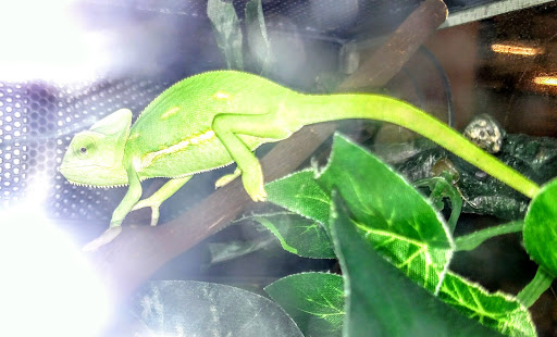 Pet Supply Store «PetSmart», reviews and photos, 9905 E Independence Blvd, Matthews, NC 28105, USA