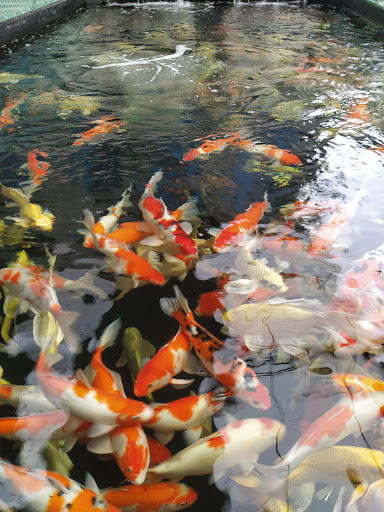 Top 20 cửa hàng cá koi Huyện Kiến Thụy Hải Phòng 2022