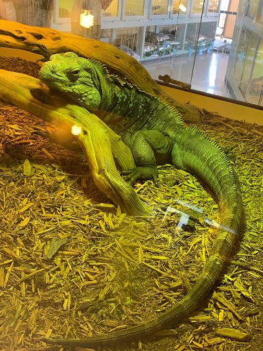 Arizona Reptile Center