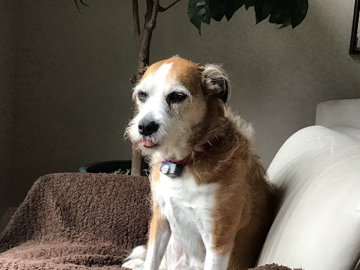 Plantation Animal Hospital image
