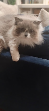 Naughty George pet sitting and dog walking - Photo 8 - Car repair in , Los Angeles