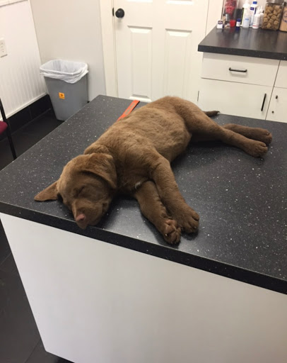 The Cottage Animal Clinic