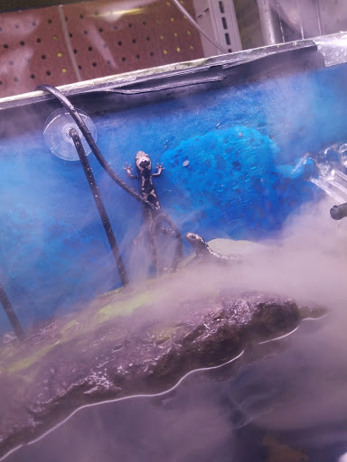 Pet Store «Petland Discounts - LI City», reviews and photos, 34-60 48th Ave, Queens, NY 11101, USA