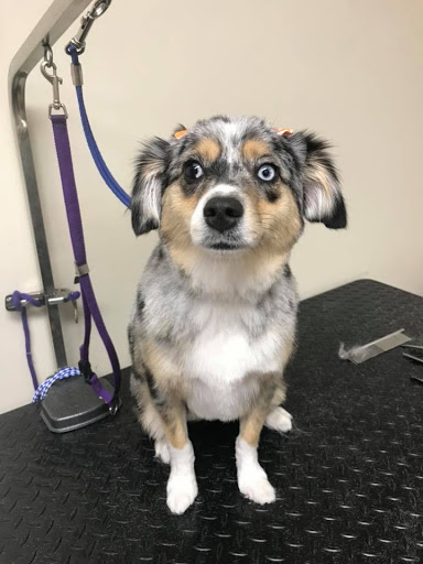 Pet Supply Store «EarthWise Pet Supply - Richardson», reviews and photos, 1310 W Campbell Rd #128, Richardson, TX 75080, USA