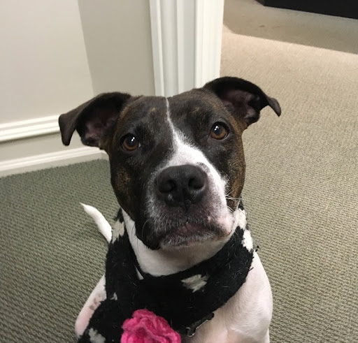 Jeweler «R.C. Wahl Jewelers», reviews and photos, 1514 Miner St, Des Plaines, IL 60016, USA