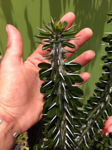 Thrift Store «OddBalls Nifty Thrift», reviews and photos, 530 NE 13th St, Fort Lauderdale, FL 33304, USA