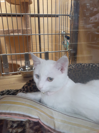 Pet Supply Store «PetSmart», reviews and photos, 1183 Berkshire Blvd, Wyomissing, PA 19610, USA