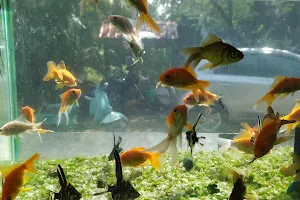 Chitchat Aquarium image