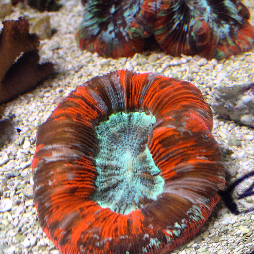 Tropical Fish Store «Fishy Business», reviews and photos, 911 E Church St, Lexington, TN 38351, USA