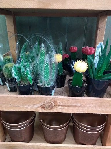 Grocery Store «Tom Thumb», reviews and photos, 2611 West Park Row, Arlington, TX 76013, USA