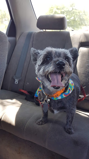 Pet Supply Store «At Your Services Pet Supplies», reviews and photos, 55 S Valle Verde Dr #300, Henderson, NV 89012, USA