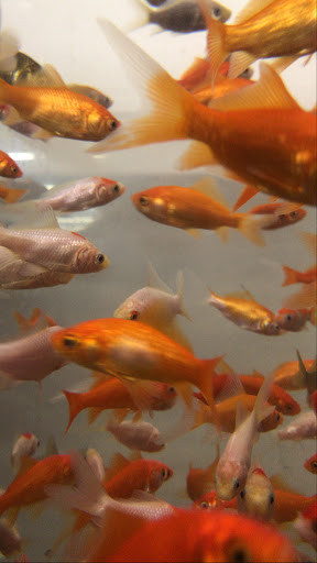 Pet Supply Store «Pet Supplies Plus», reviews and photos, 1155 Washington Pike, Bridgeville, PA 15017, USA